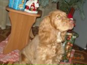 Игорь Горох фотография #35 (источник - https://vk.com/id6322143)