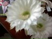 Олег Літвін фотография #45 (источник - https://vk.com/id167122010)