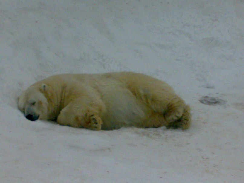 Толік Кохан фотография #37