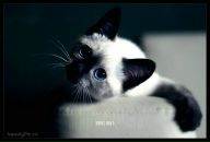 Фотография Киселёвой Светланы