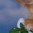 Анатолій Кривіцький фотография #27 (источник - https://vk.com/id68400532)