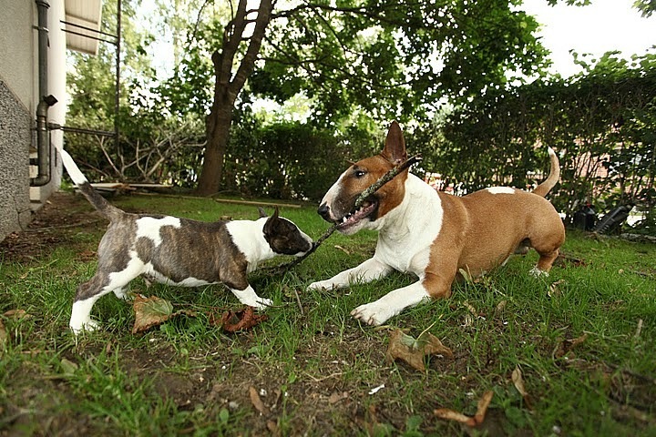 Al Stevenson фотография #22