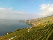 Kot Пушкин фотография #25 (источник - https://vk.com/id6049307)