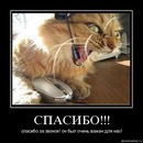 Рустам Чилаут фотография #19 (источник - https://vk.com/id3352730)