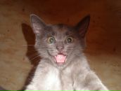 Фотография Лапин Евгений