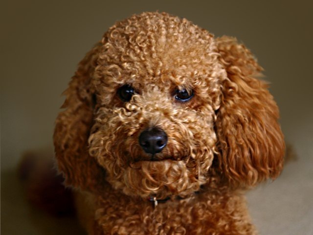 Анатолий Опарин фотография #35