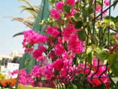 Мария Цырулева фотография #50 (источник - https://vk.com/id780803)