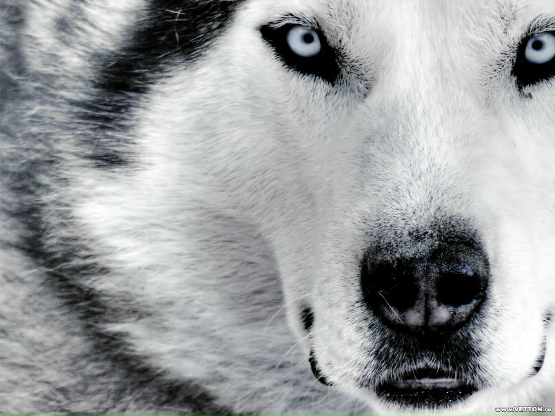 Lone Wolf фото №1
