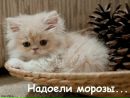 Анічка Кіт фотография #33 (источник - https://vk.com/id119966541)