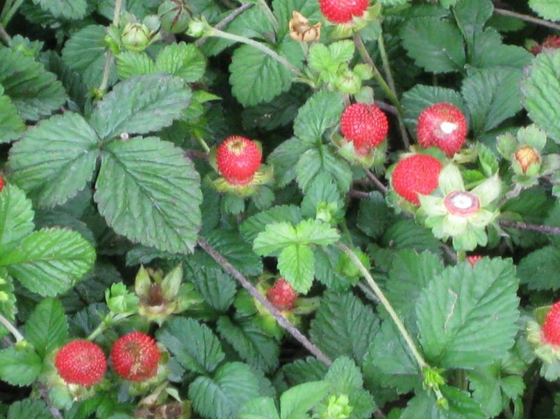 Софья Рулева фотография #46