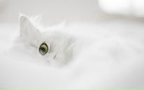 Анна Петрова фотография #11 (источник - https://vk.com/id45188780)