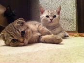 Фотография Татаренко Светланы