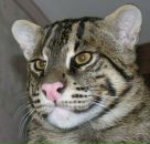 Фотография Таркаева Алексея