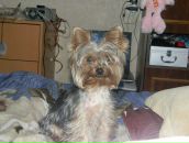 Вован Sid фотография #19 (источник - https://vk.com/id489035)