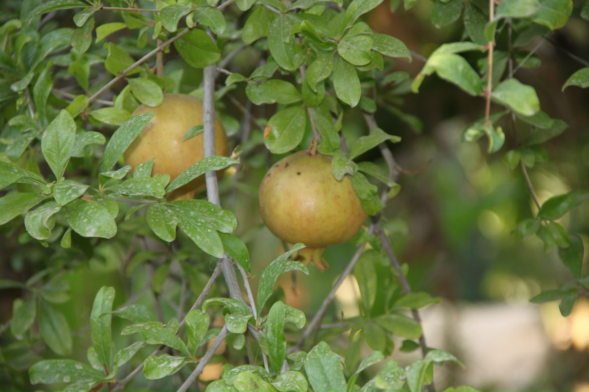 Александра Быстрова фотография #17