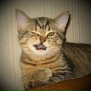 Фотография Мещихина Татьяна