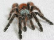 Фотография Дунца Олега