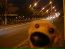Doggy Sad фотография #47 (источник - https://vk.com/id142165849)