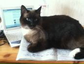 Свята Аквінська фотография #24 (источник - https://vk.com/id28771892)