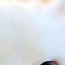 Ірина Кукурудза фотография #34 (источник - https://vk.com/id22514152)