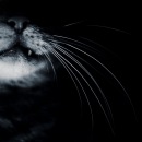 Фотография Кириченко Антона