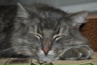 Фотография Белоус Диляры