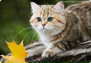 Іван Шевчук фотография #31 (источник - https://vk.com/id38018958)