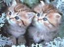 Іванна Табак фотография #45 (источник - https://vk.com/id166570952)