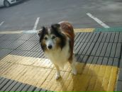 Фотография Горожанкина Даниила