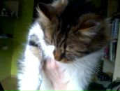 Аміна Царук фотография #2 (источник - https://vk.com/id78299679)