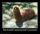 Валєра Пшеничний фотография #39 (источник - https://vk.com/id59249239)
