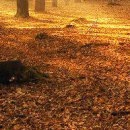 Жанна Щічко фотография #35 (источник - https://vk.com/id133268671)