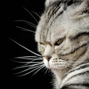 Interesno_ Kto фотография #2 (источник - https://vk.com/id154945736)