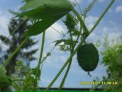 Фотография Лихачевой Надежды