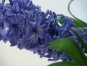 Лідія Подолей фотография #21 (источник - https://vk.com/id93000801)