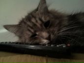 Ирина Череповская фотография #32 (источник - https://vk.com/id2193058)