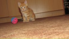 Фотография Корнюшкиной Ольги