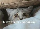 Фотография Бабахина Сергея
