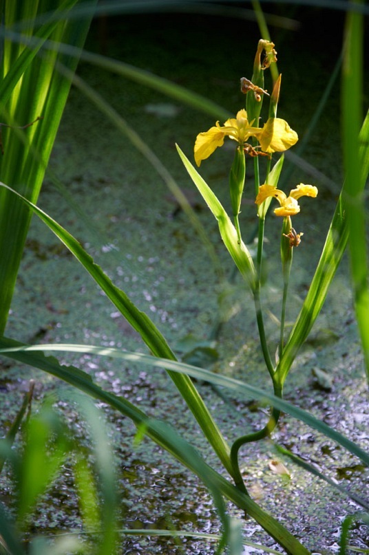 Евгений Новоселецкий фотография #40
