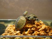 Фотография Якубовской Елены