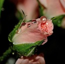 Фотография Николаевич Вадим