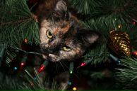 Фотография Гут Аллы