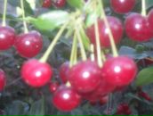 Фотография Хаертдиновой Надежды