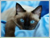 Фотография Емельяновой Марины