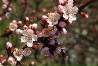 Наталія Діденко фотография #19 (источник - https://vk.com/id3846566)