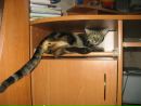 Діана Стасюк фотография #35 (источник - https://vk.com/id165459563)
