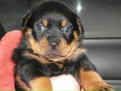 Фотография Фомичевой Нины