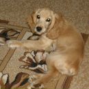 Сем Спаніель фотография #5 (источник - https://vk.com/id163368508)