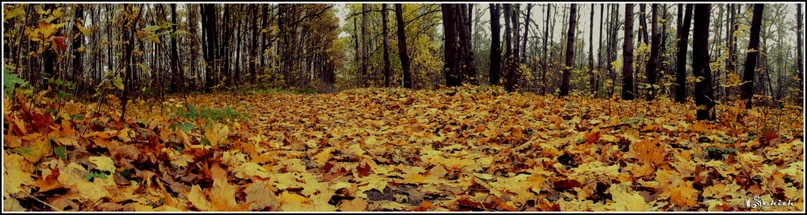 Дмитрий Петров фотография #46