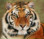 Юра Свинціцький фотография #28 (источник - https://vk.com/id136410123)